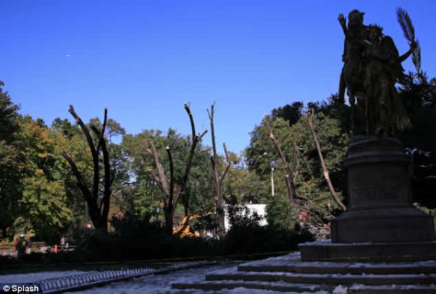 Downed: The massive damage is thought to have been caused by leaves still on the trees keeping snow weighing down on branches